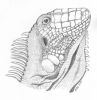 iguana-for-DSC.jpg