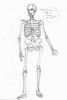 skeleton-study-1.jpg