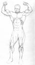 male-figure-muscles-1.jpg