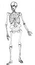 skeleton-study-3.jpg
