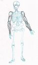 skeleton-study-4-arms.jpg