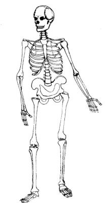 skeleton-study-3.jpg