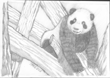panda-cub-in-tree-2023